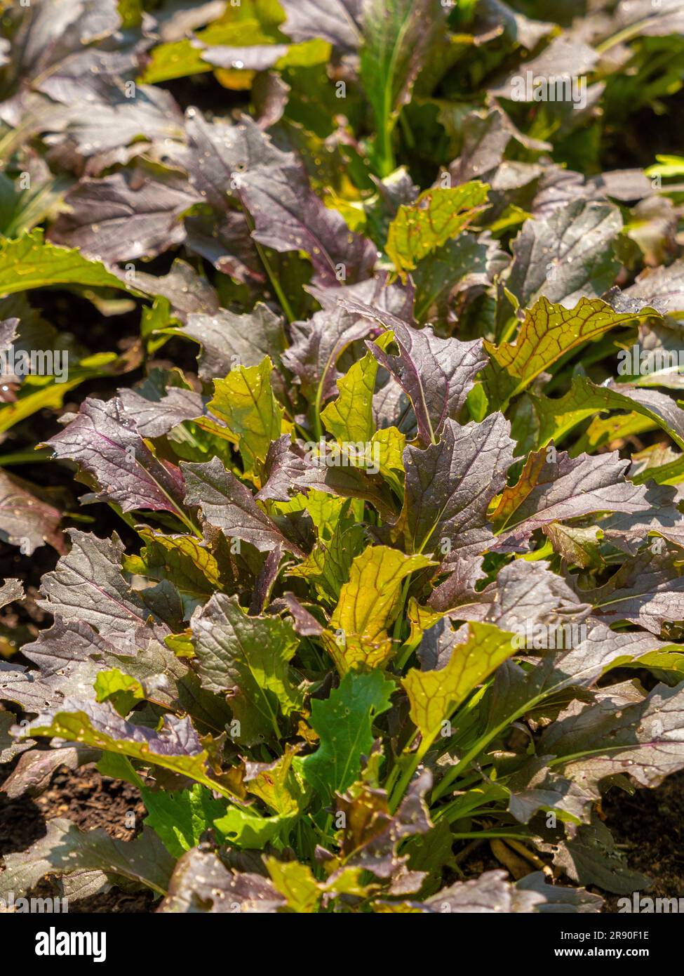 Slug damaged Mizuna 'Red Knight' growing in a UK organic allotment. Stock Photo