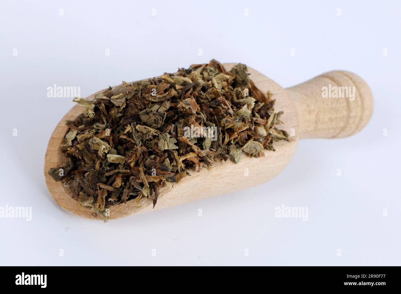 Mongolian dandelion herb (Taraxaci Herba), Pu Gong Ying, cut out, object Stock Photo