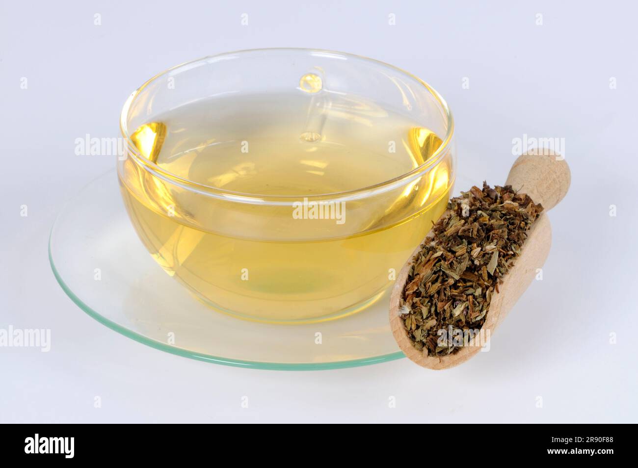 Mongolian Dandelion Herb, Cup of Dandelion Herb Tea (Taraxaci Herba), Pu Gong Ying, Dandelion Herb Tea, Loew Dandelion Herb Tea Stock Photo