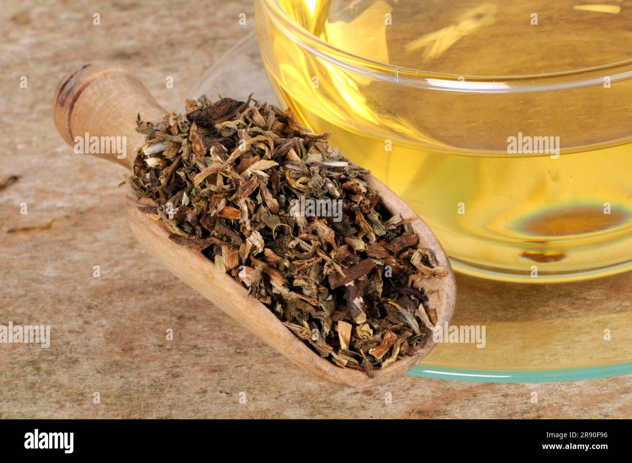 Mongolian Dandelion Herb, Cup of Dandelion Herb Tea (Taraxaci Herba), Pu Gong Ying, Dandelion Herb Tea, Loew Dandelion Herb Tea Stock Photo
