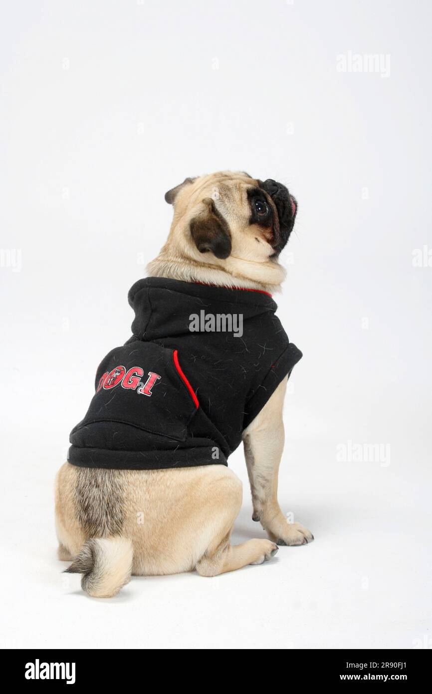 Pug with jumper protective clothing dog clothing Stock Photo Alamy