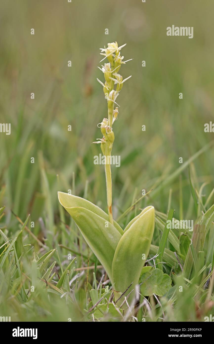 Fen Orchid at Ken Fig Nature Reserve Wales UK Stock Photo - Alamy