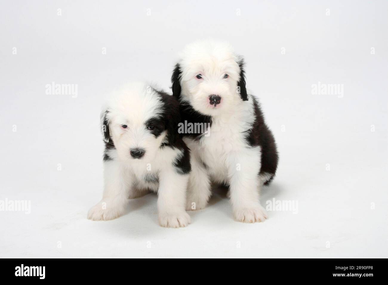 Newborn Old English Sheepdog Stock Photo - Image of hands, infant: 21647180