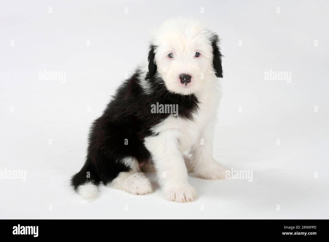 Newborn Old English Sheepdog Stock Photo - Image of hands, infant: 21647180