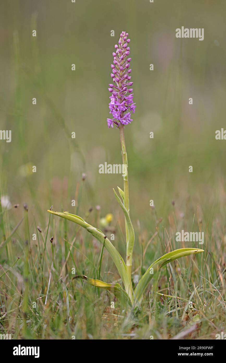 Marsh Fragrant Orchid in flower at Ken Fig Nature Reserve Wales UK Stock Photo