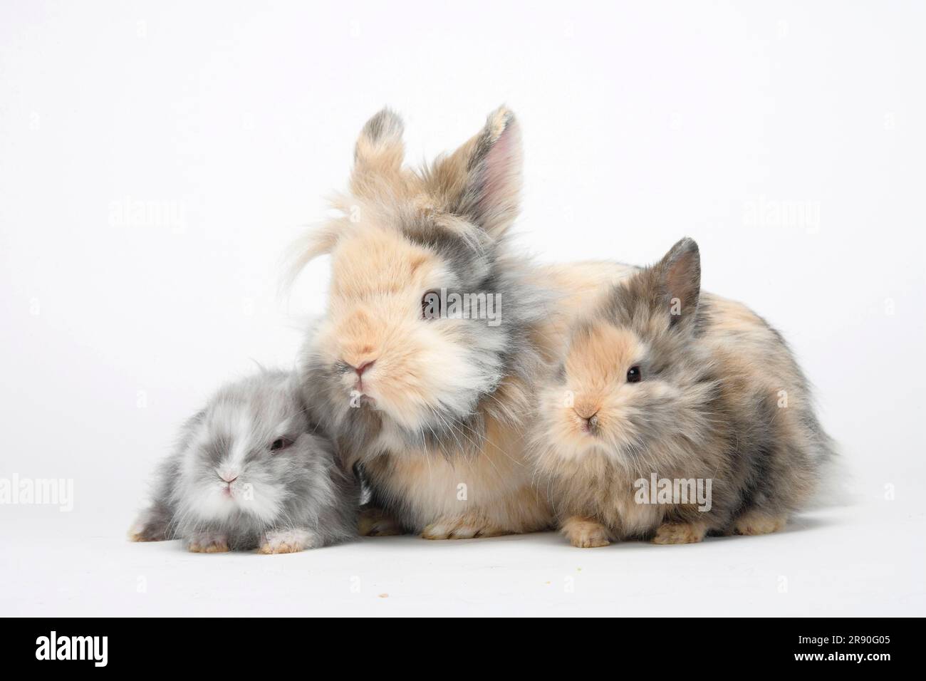 Lion's mane dwarf rabbits and kittens, lion's mane dwarf rabbits, lion ...