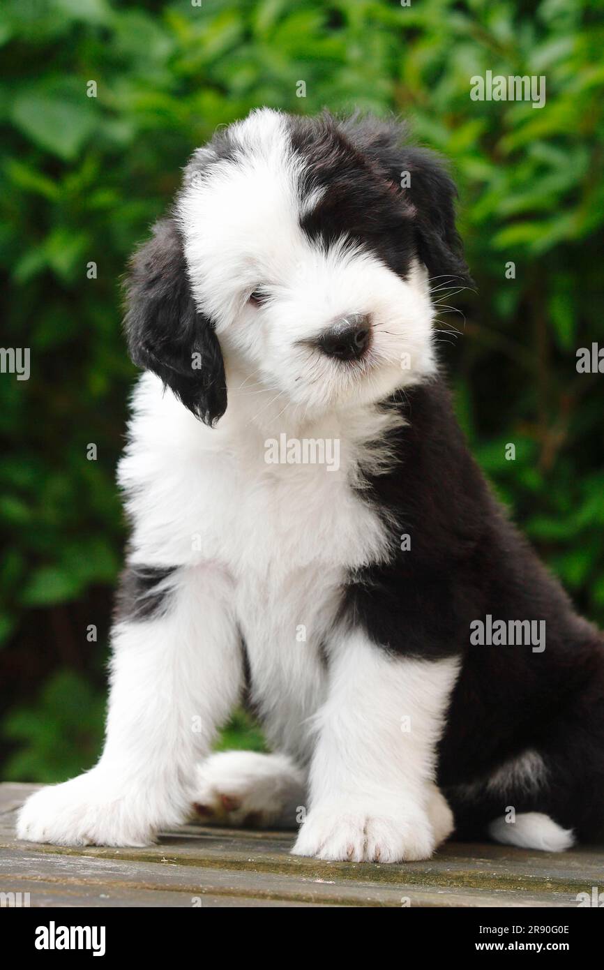 1,137 Bobtail Puppy Royalty-Free Images, Stock Photos & Pictures