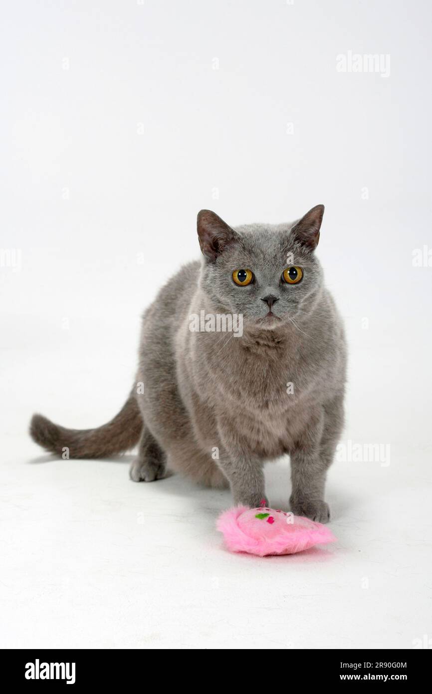 In cat years how old sales is 14