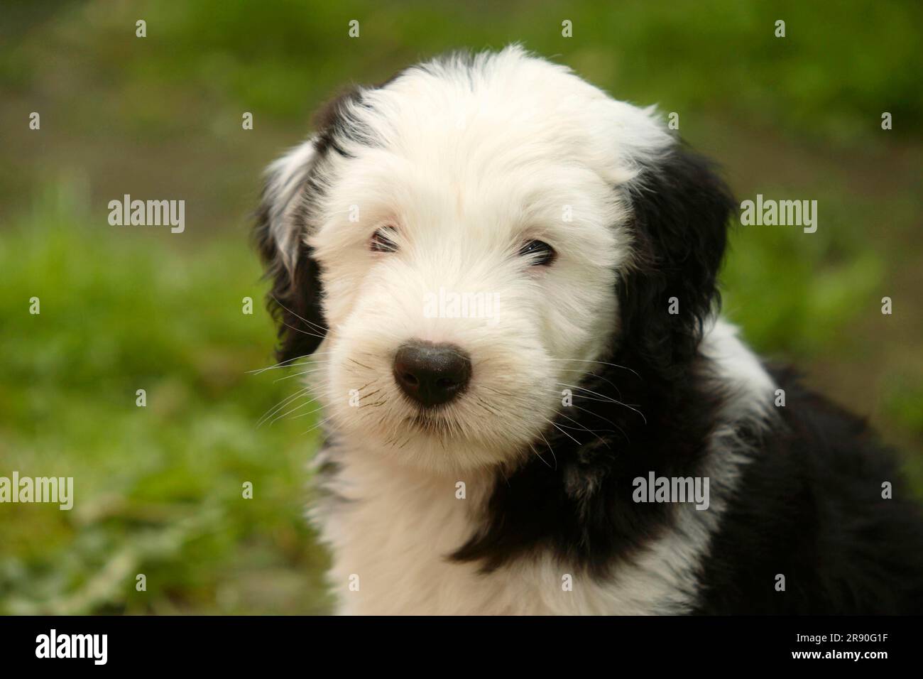 Old english sheepdog puppy hi-res stock photography and images - Alamy