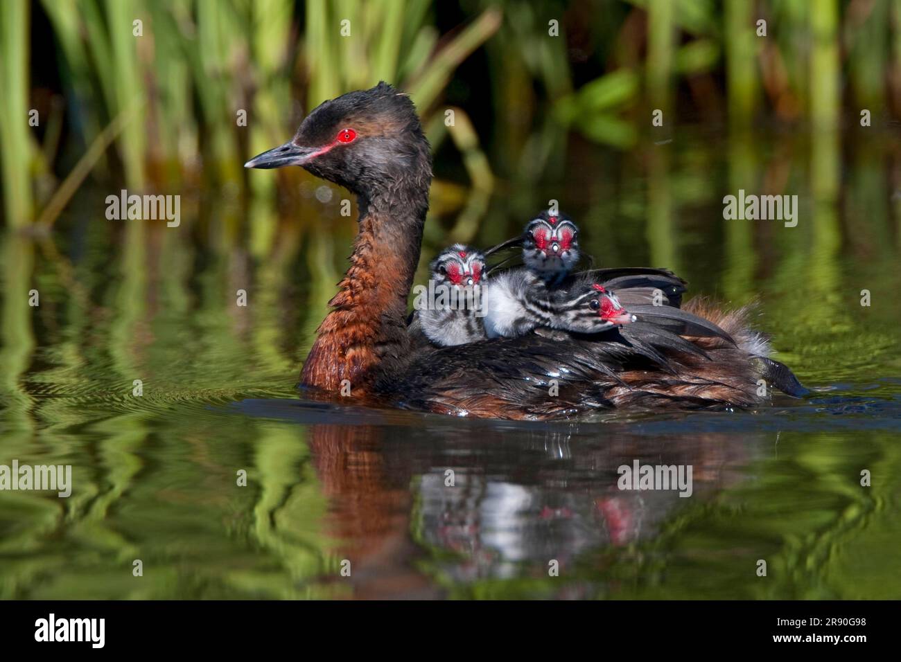 Three little grebe chicks hi-res stock photography and images - Alamy