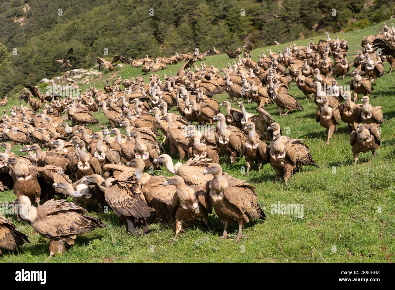 Flock of  Griffon Vulture in the Pyrenees mountains  Spain Stock Photo