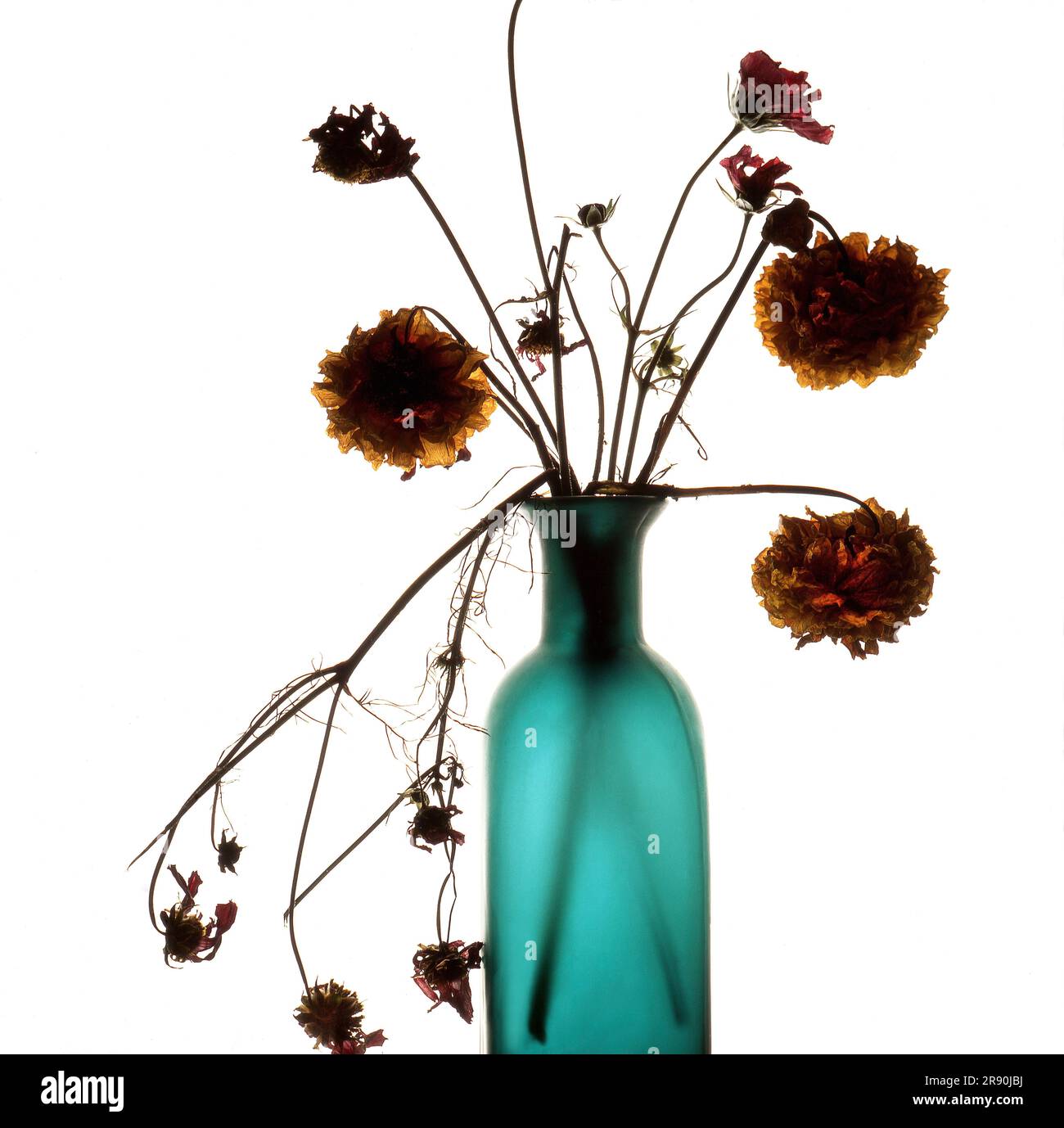 Zinnia flowers in a glass bottle on white background Stock Photo