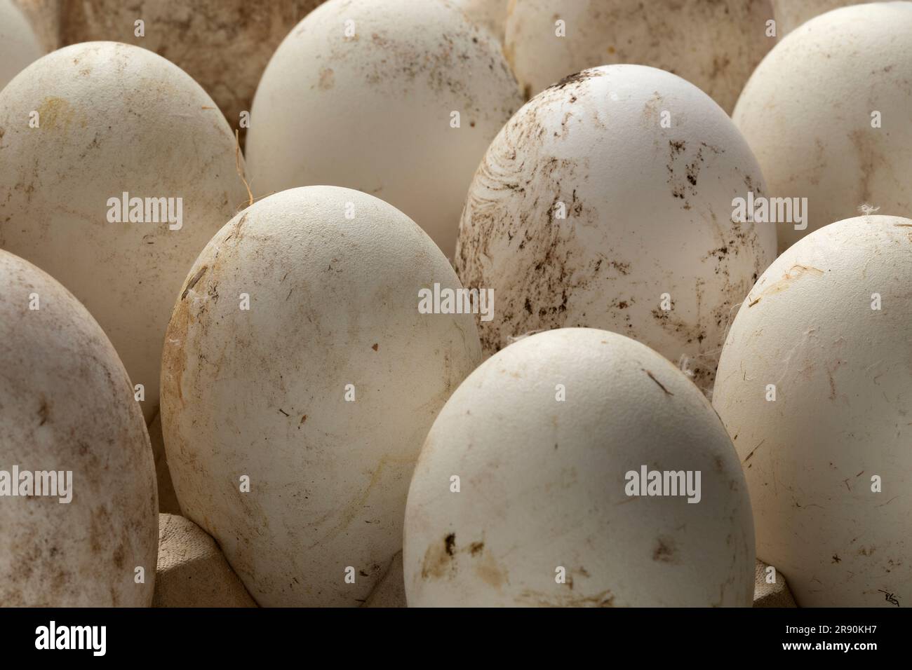 Fresh picked dirty white large goose eggs close up Stock Photo