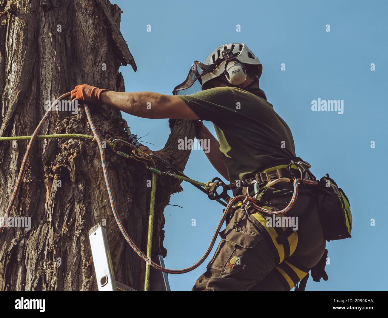 arborist climbing a tree and using a chainsaw. man working in tree