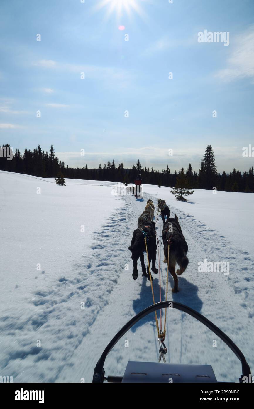 A team of sled dogs are pulling a sled through a snow covered landscape ...