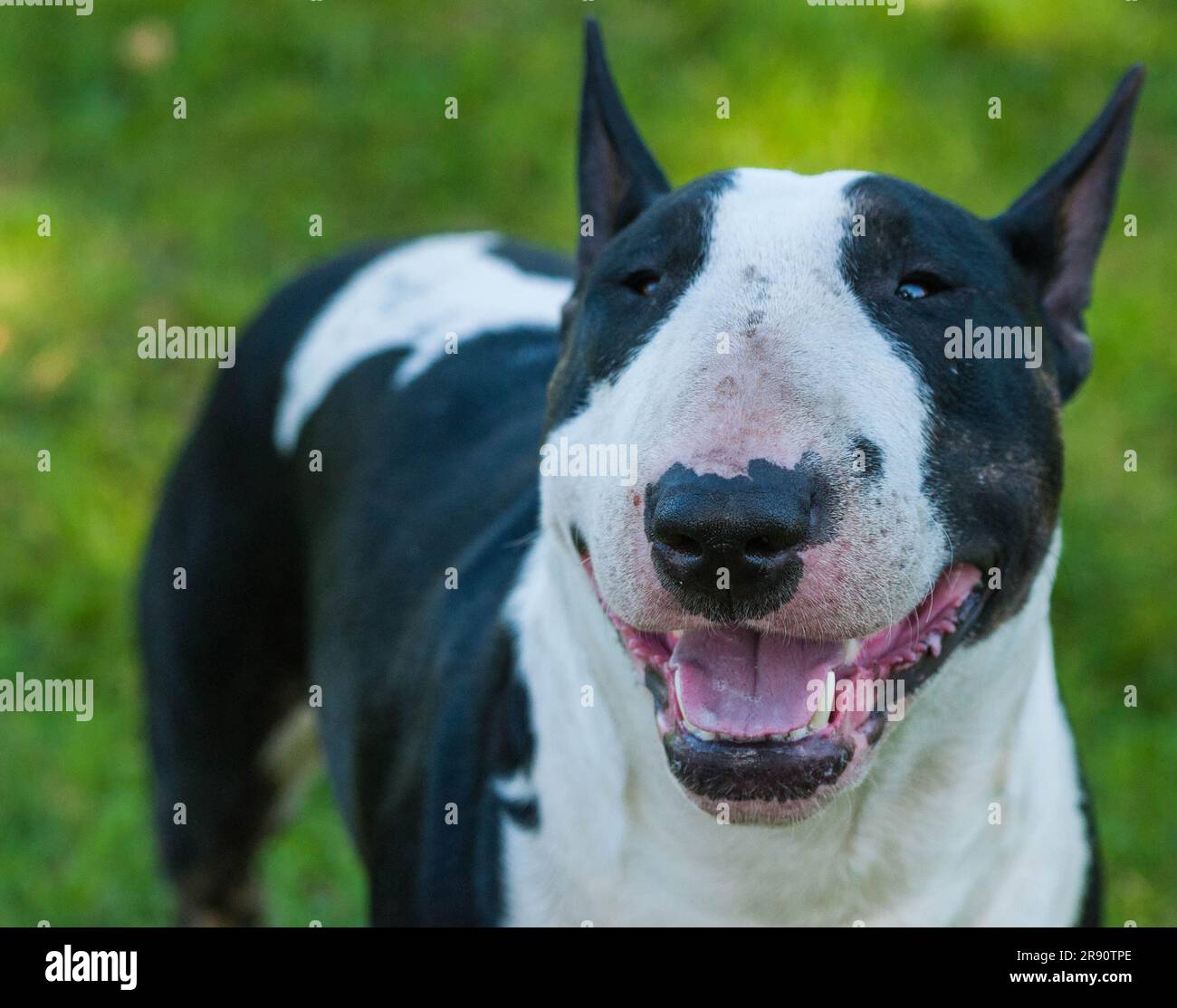 Bull Terrier Black And White