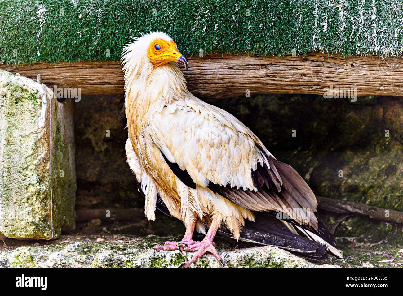 Shot of a bird Egyptian Vulture (Neophron percnopterus), also called Abanto, Guirre or Egyptian Vulture, in a wildlife center in Menorca Stock Photo