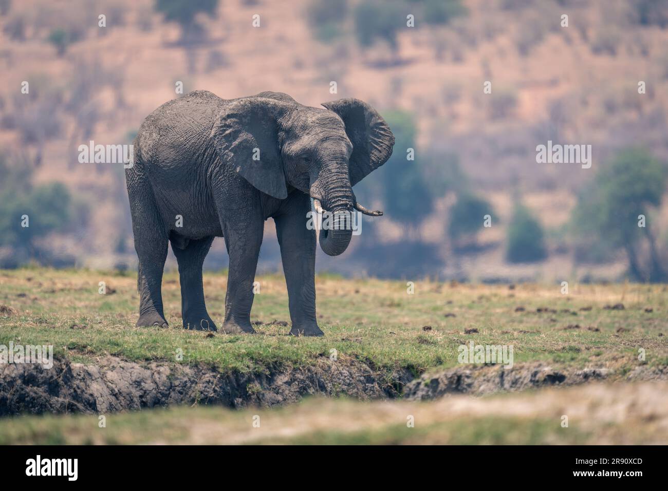 African elephant stands on floodplain in sunshine Stock Photo - Alamy