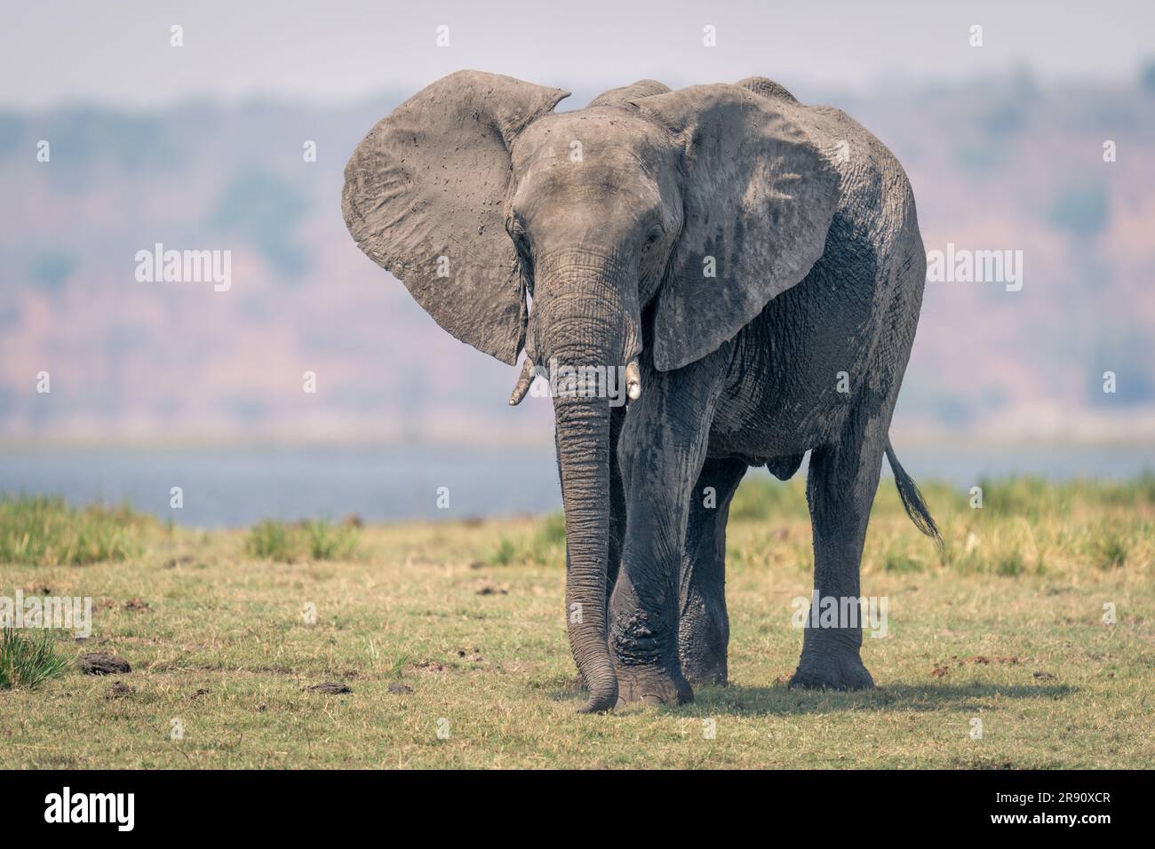 African elephant stands on floodplain watching camera Stock Photo - Alamy