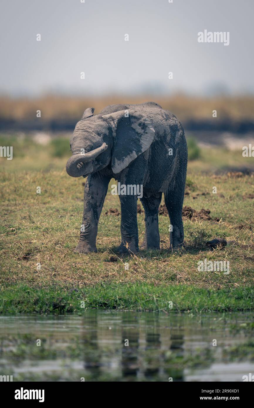 African elephant stands on riverbank curling trunk Stock Photo - Alamy