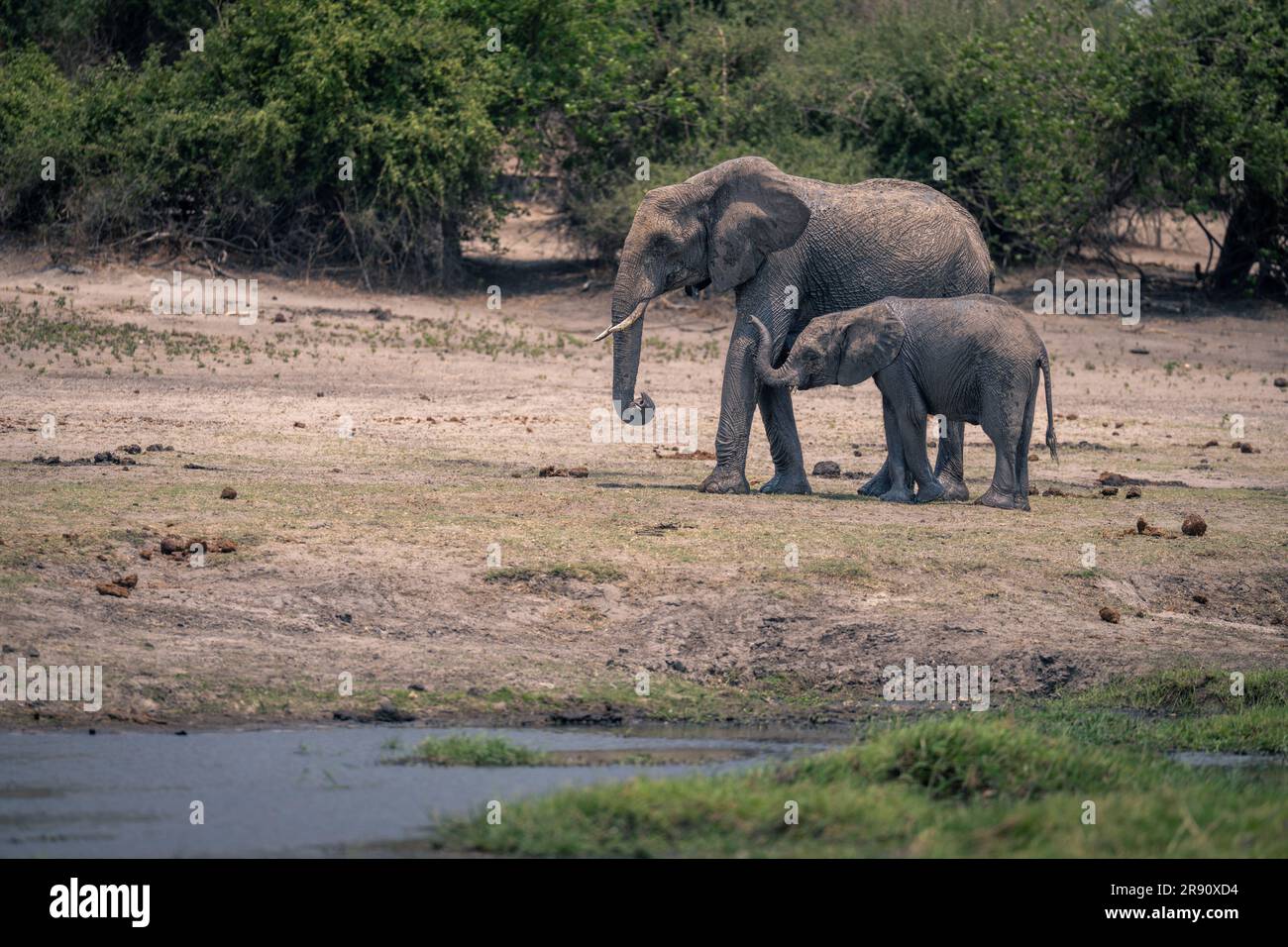 African elephant stands on riverbank with calf Stock Photo - Alamy