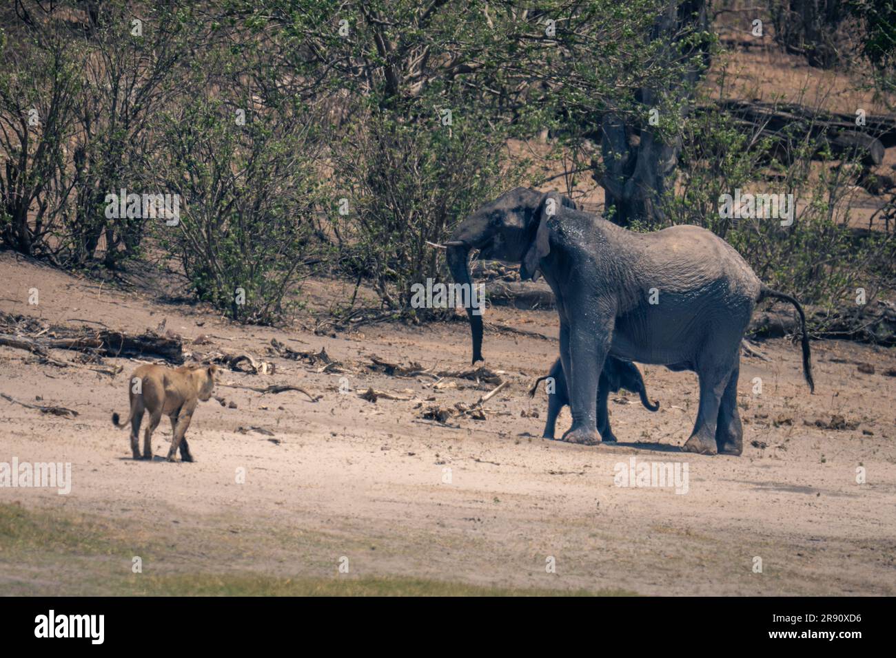 African elephant stands protecting calf from lioness Stock Photo - Alamy