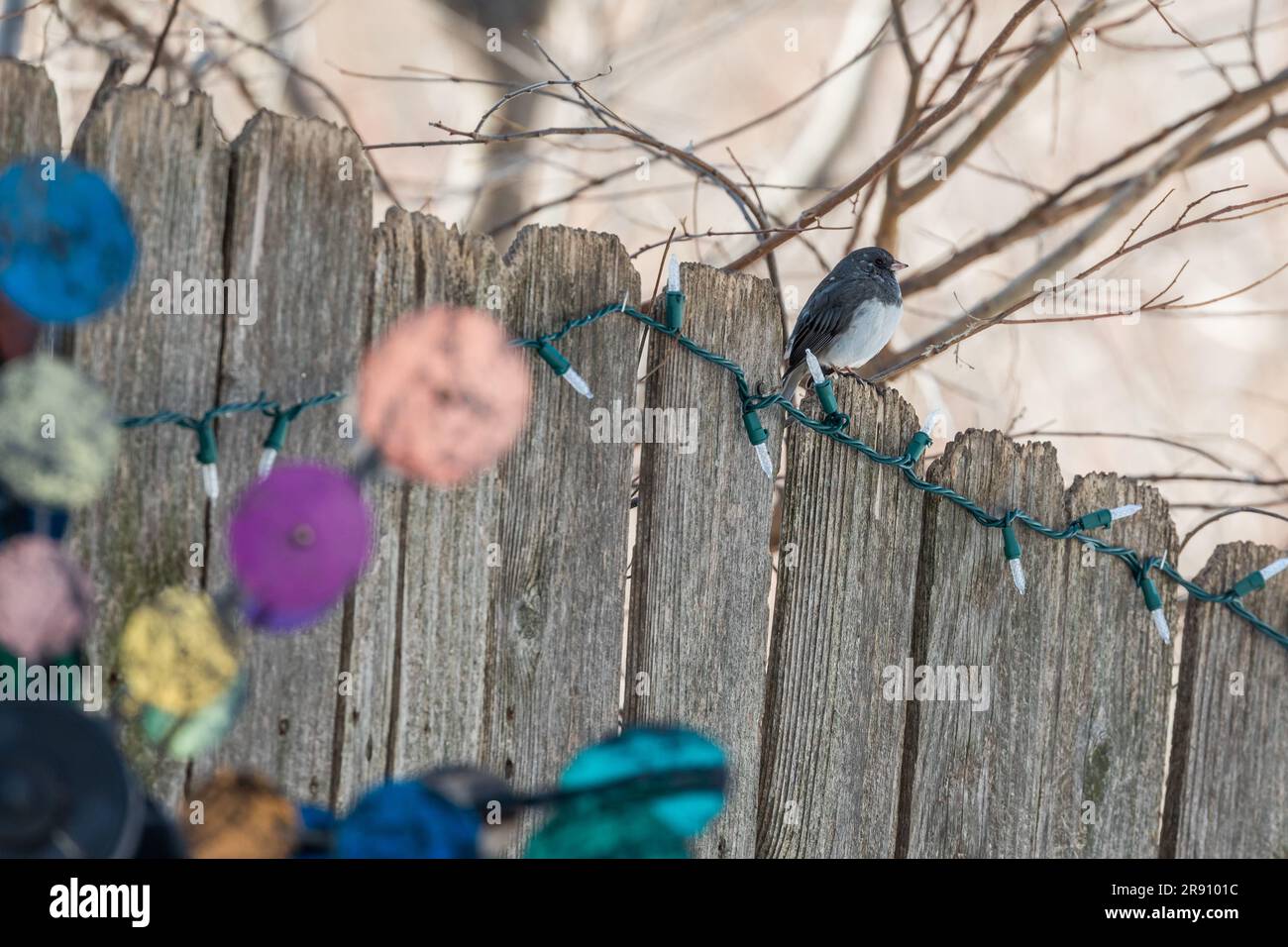 Dark Eyed Junco. Stock Photo