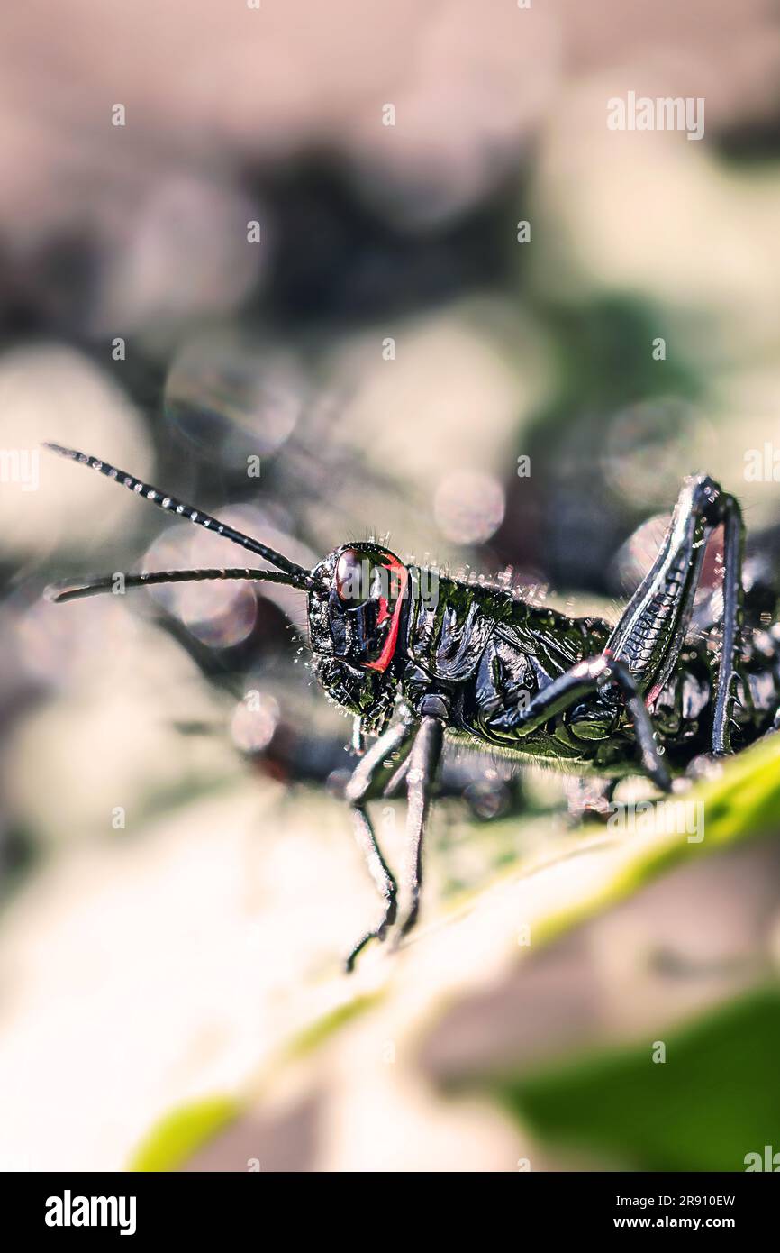 black and red cricket (Gryllus assimilis), pest. Good luck sign, cricket in close up. Garden plague, plague. Stock Photo