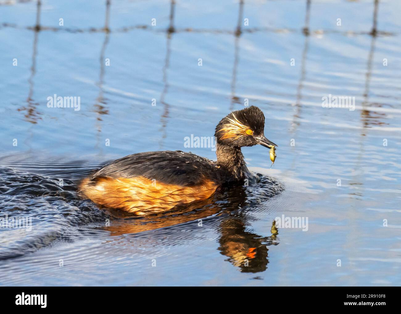A Black Necked Grebe, Podiceps nigricollis carrying a dragonfly larvae for its chick at St Aidens nature reserve near Swillington, Yorkshire, UK, whic Stock Photo