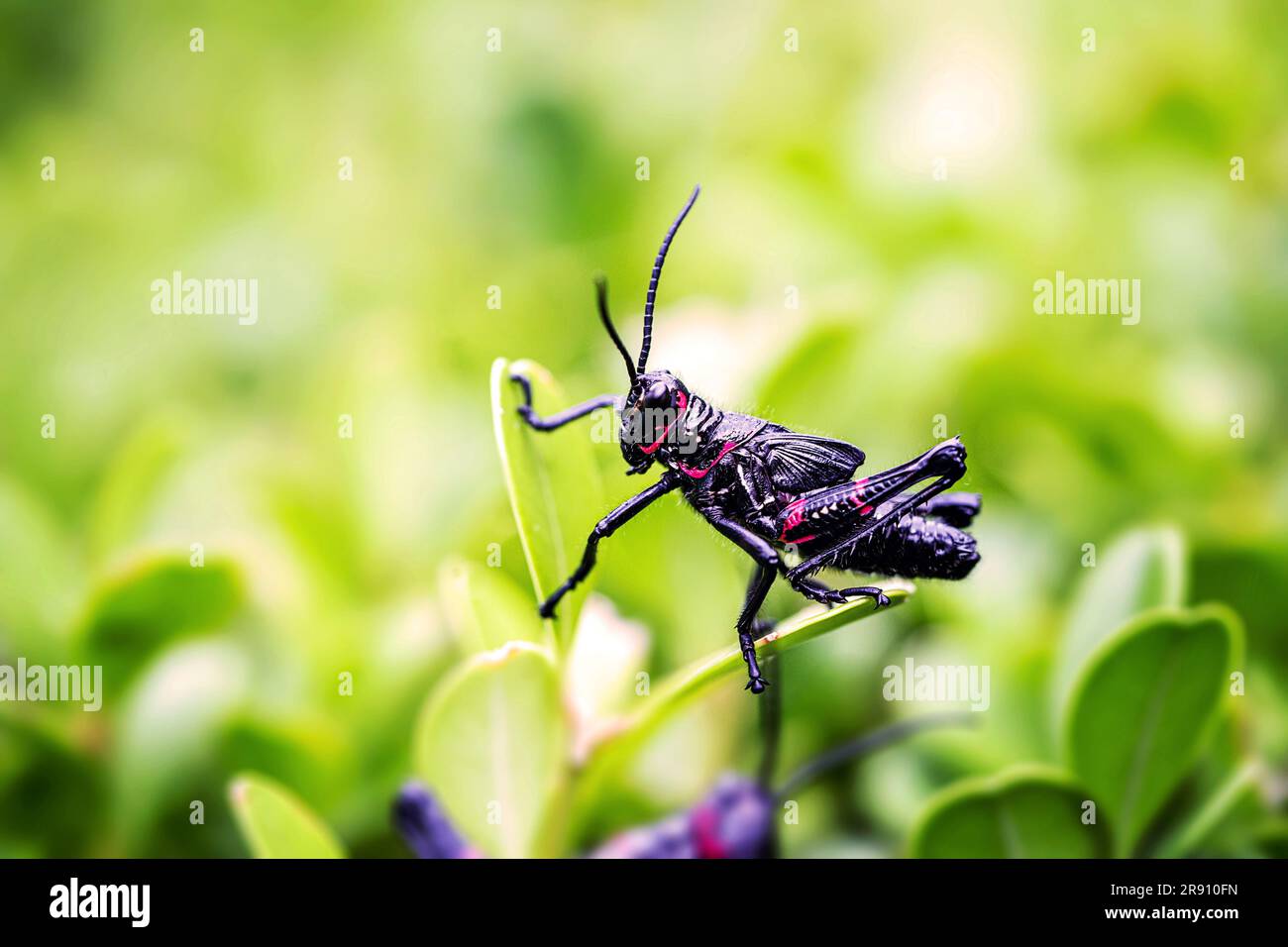 black and red cricket (Gryllus assimilis), pest. Good luck sign, cricket in close up. Garden plague, plague,macro photography Stock Photo