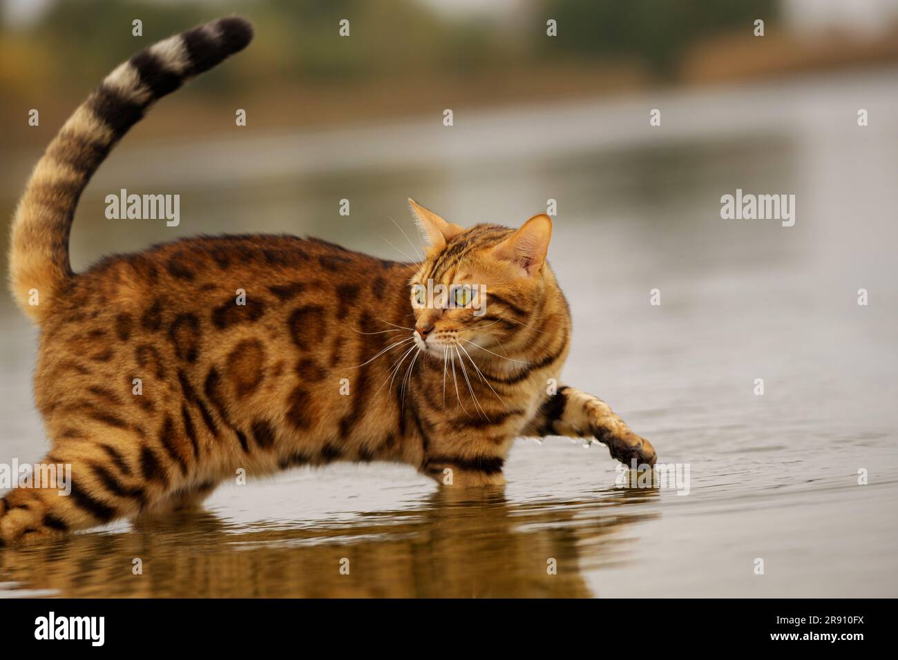 Bengal sales cat water