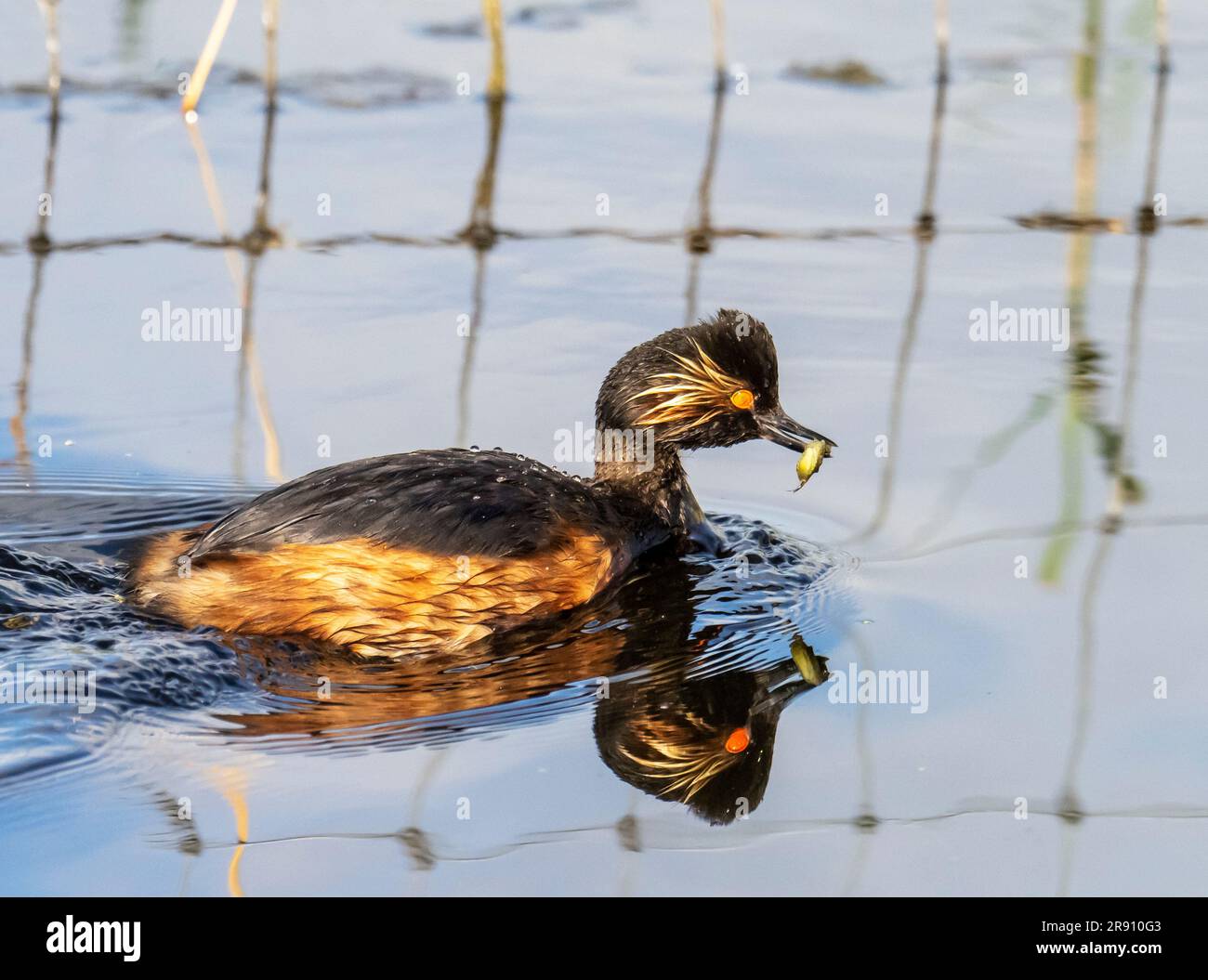 A Black Necked Grebe, Podiceps nigricollis carrying a dragonfly larvae for its chick at St Aidens nature reserve near Swillington, Yorkshire, UK, whic Stock Photo