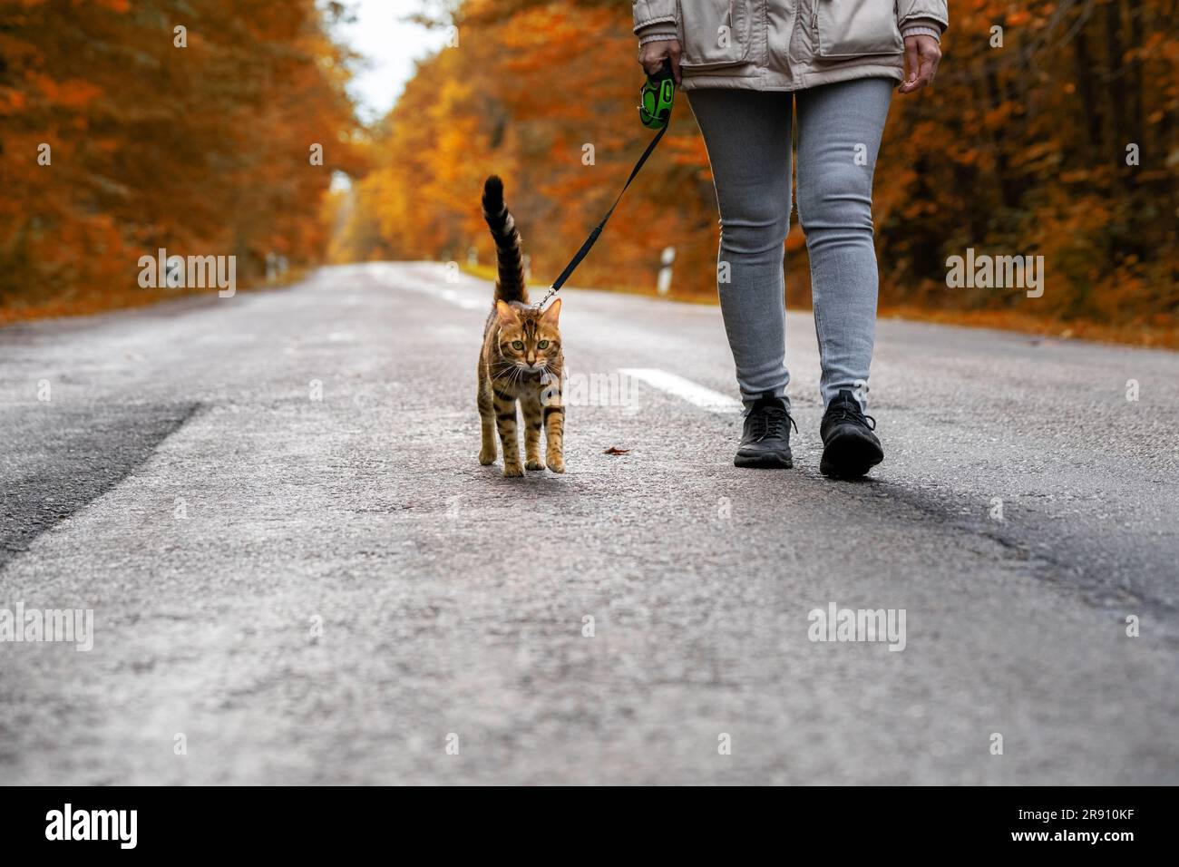 A woman with a Bengal cat on a leash walking along the road in the forest. Stock Photo