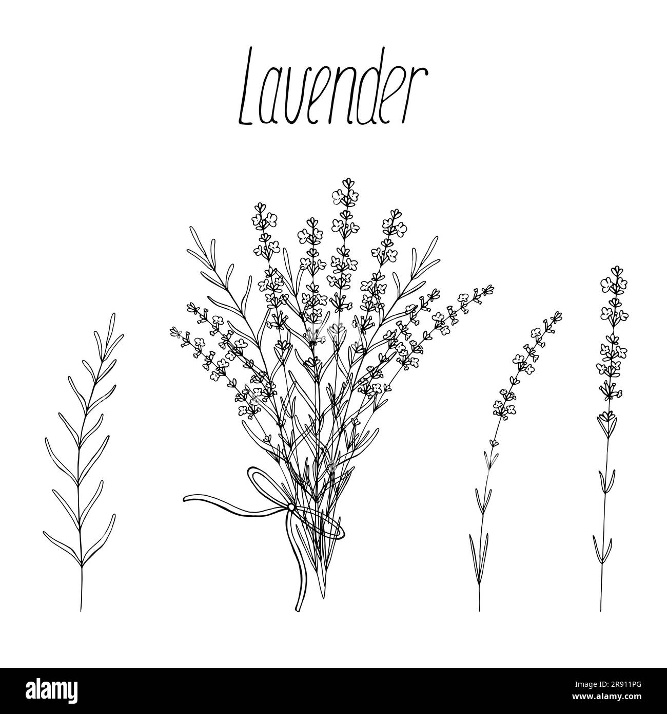 Lavender flowers set, vector floral hand drawn bundle isolated elements for design on white background Stock Vector