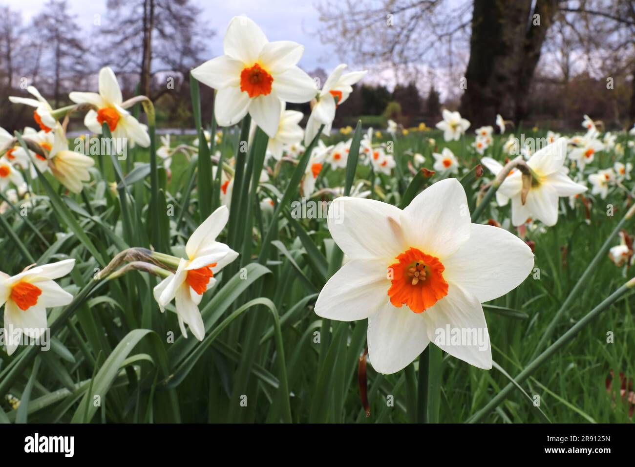 Spring meadow of blooming daffodils Stock Photo