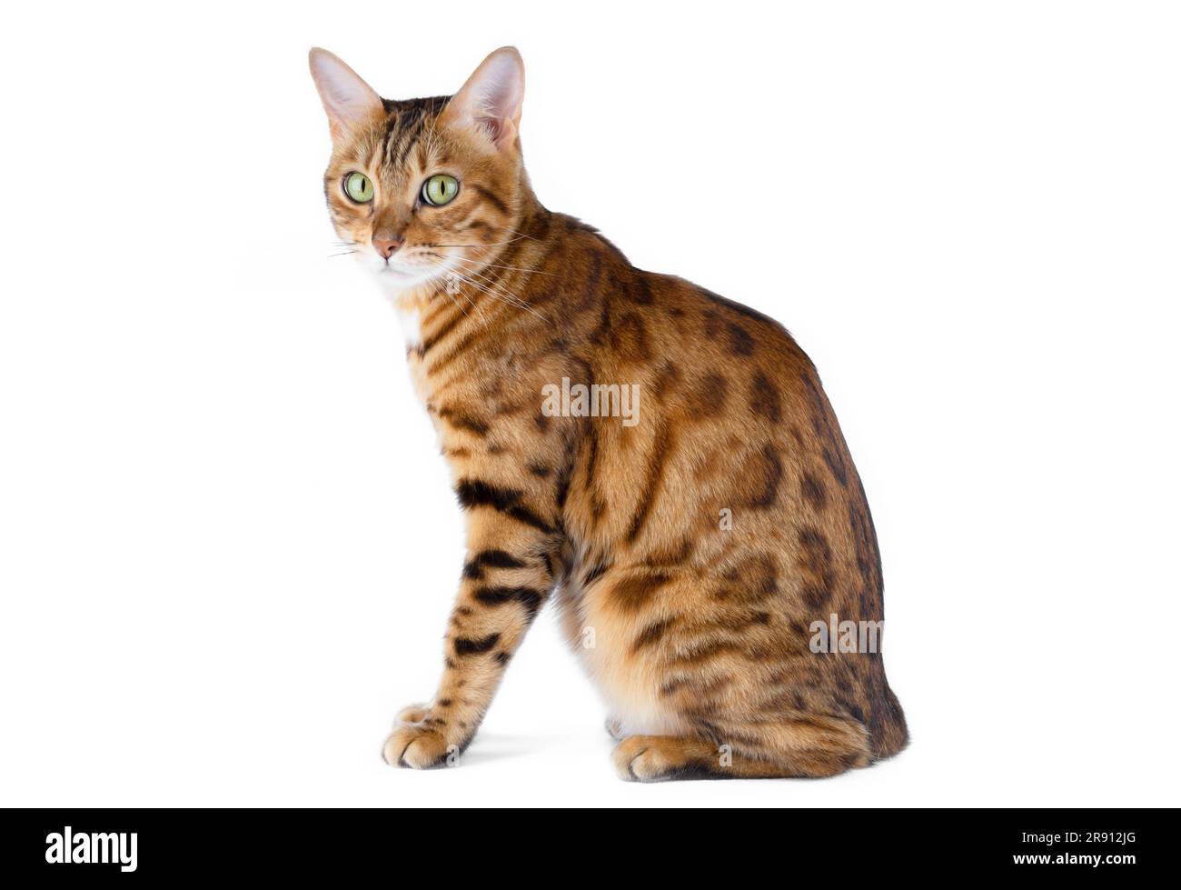 Domestic cat sits sideways to the camera on a white background. Suitable  for inserting a picture of a cat harness Stock Photo - Alamy