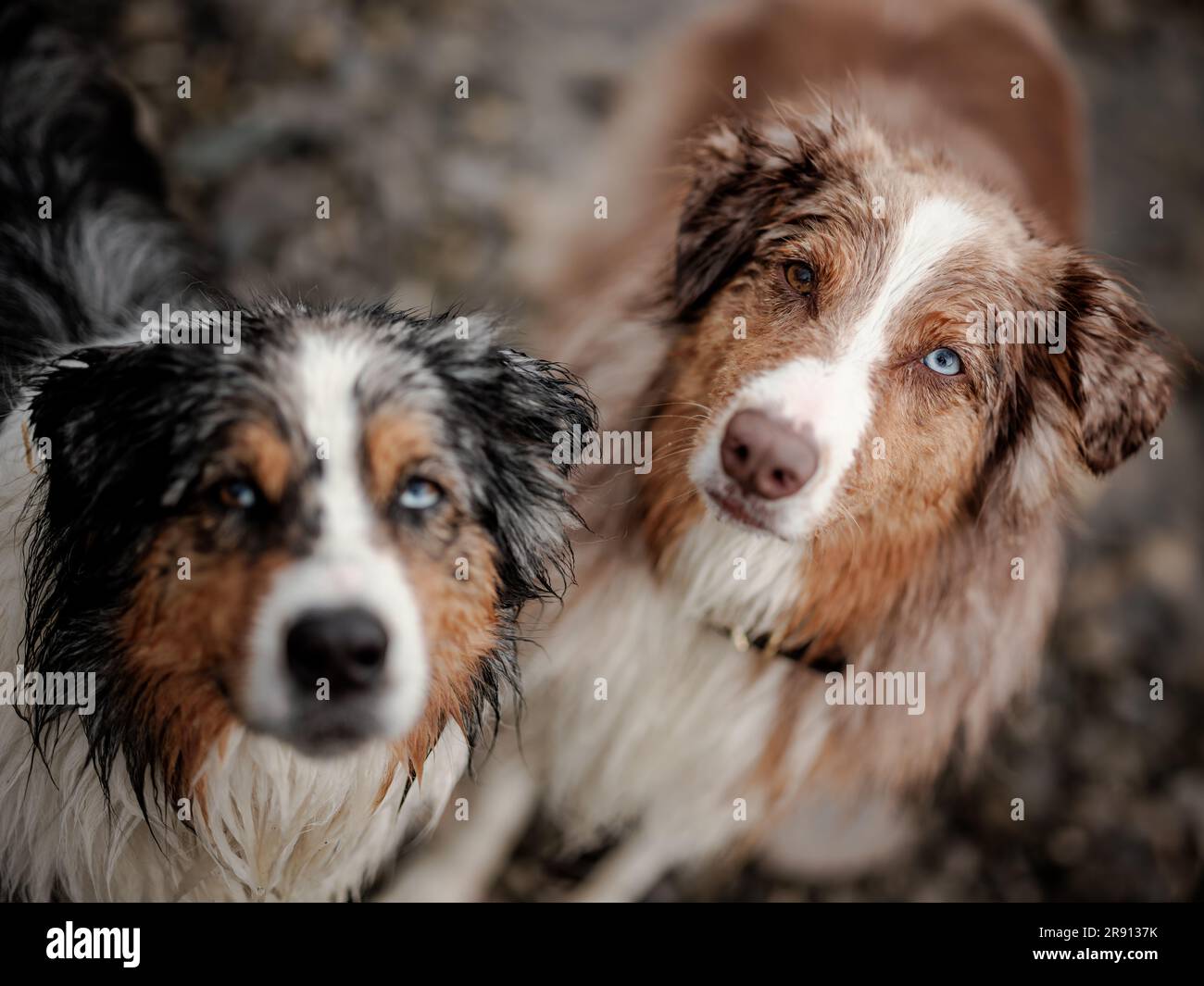 Australian Shepard dogs, wet after playing in Bragg Creek in Alberta, Canada. Stock Photo