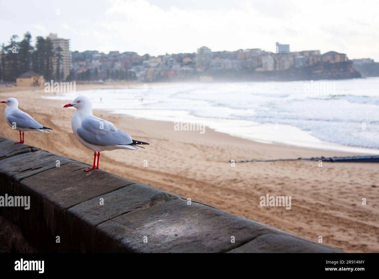 Gulls waiting on the sea wall at Manly Beach, in Sydney Australia. Stock Photo
