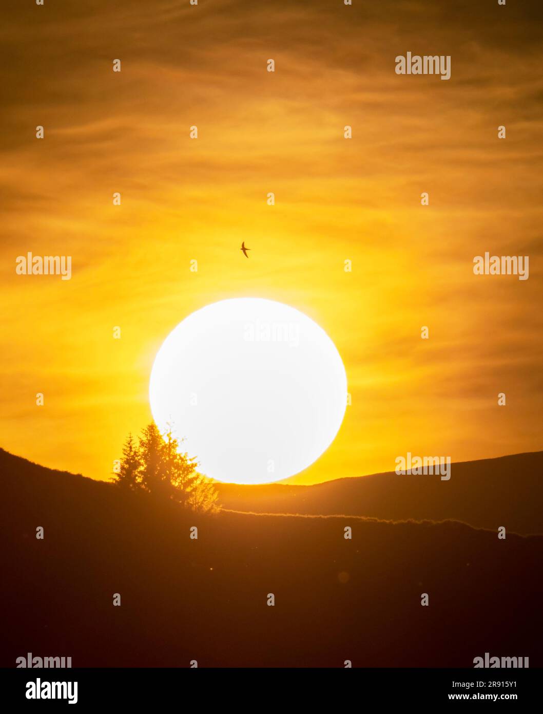 A Common Swift, Apus apus, flying past the sun setting over Loughrigg on the summer solstice in Ambleside, Lake District, UK with pollen and seeds flo Stock Photo