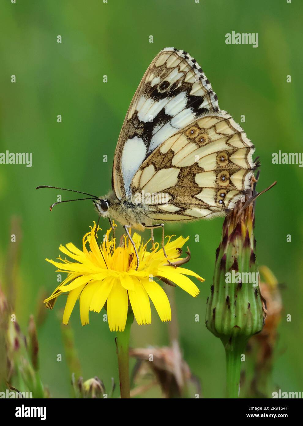 A Marbled White Butterfly (Melanargia galathea) on a Dandelion head in the Cotswold Hills Gloucestershire UK Stock Photo