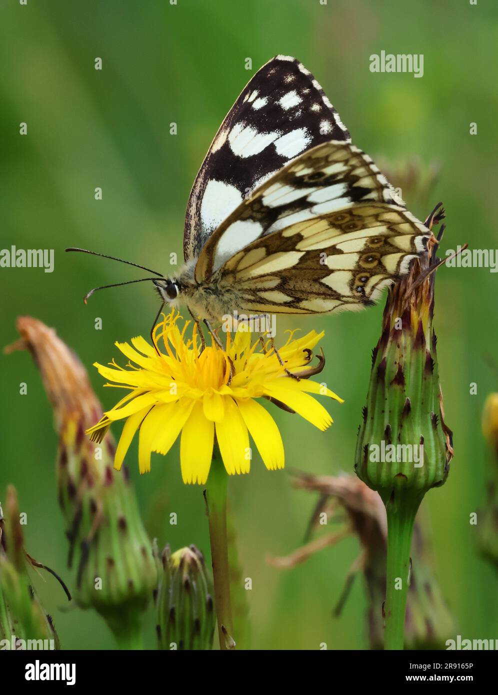 A Marbled White Butterfly (Melanargia galathea) on a Dandelion head in the Cotswold Hills Gloucestershire UK Stock Photo