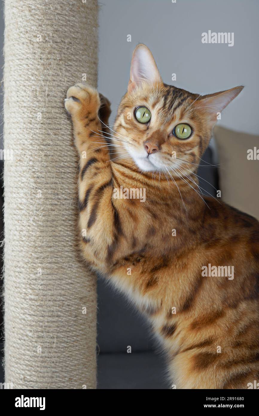 A domestic cat sharpens its claws on a scratching post Stock Photo - Alamy