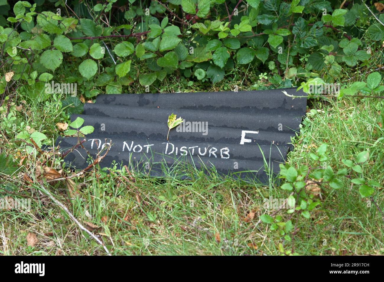 Bitumen, Tar, Corrugated Sheet With Do Not Disturb Painted On It Used To Attract Snakes, Reptiles For Surveying. England UK Stock Photo