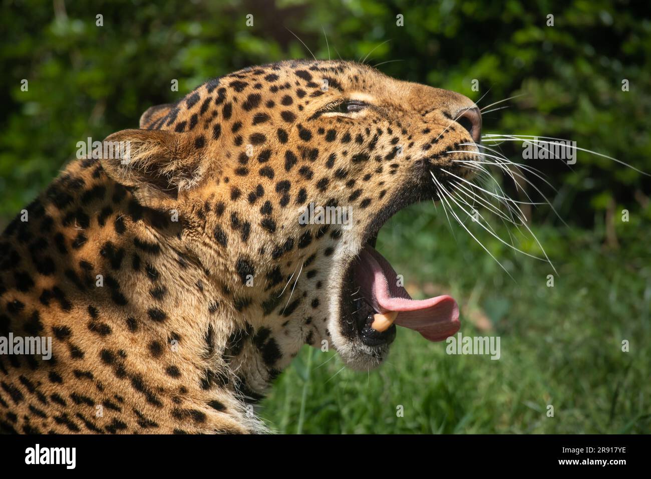 Javan Leopard Yawns in Zoological Garden. Closeup of Panthera Pardus Melas in Zoo. Wild Cat with Green Background. Stock Photo