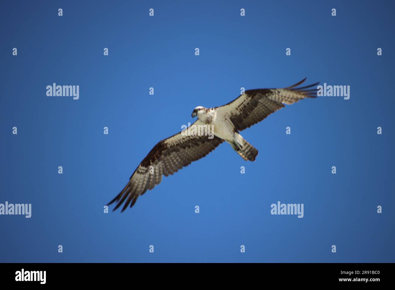 Osprey raptor bird of prey in flight overhead in clear blue sky Stock ...