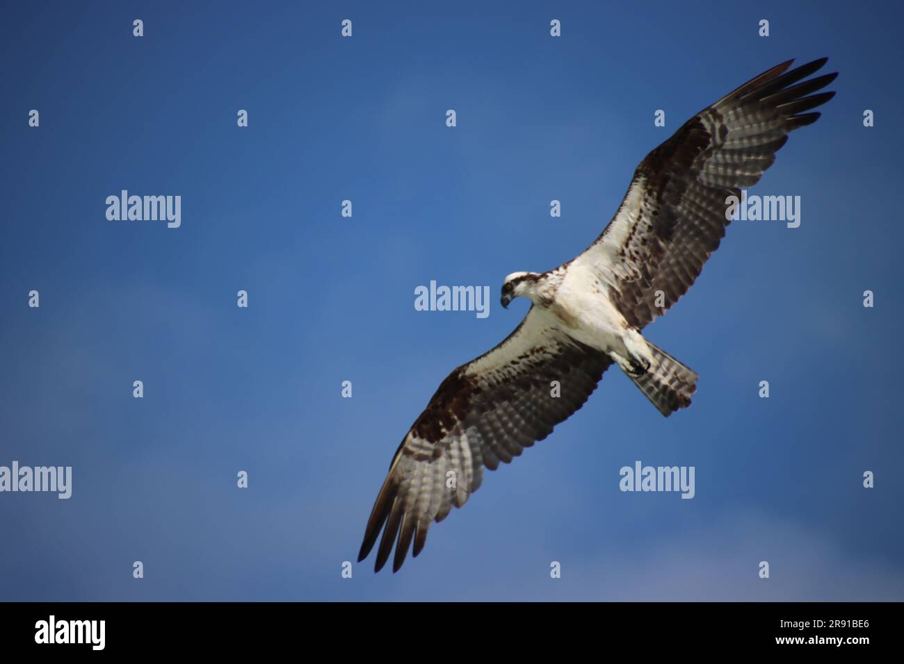 Osprey raptor bird of prey in flight overhead in clear blue sky Stock ...