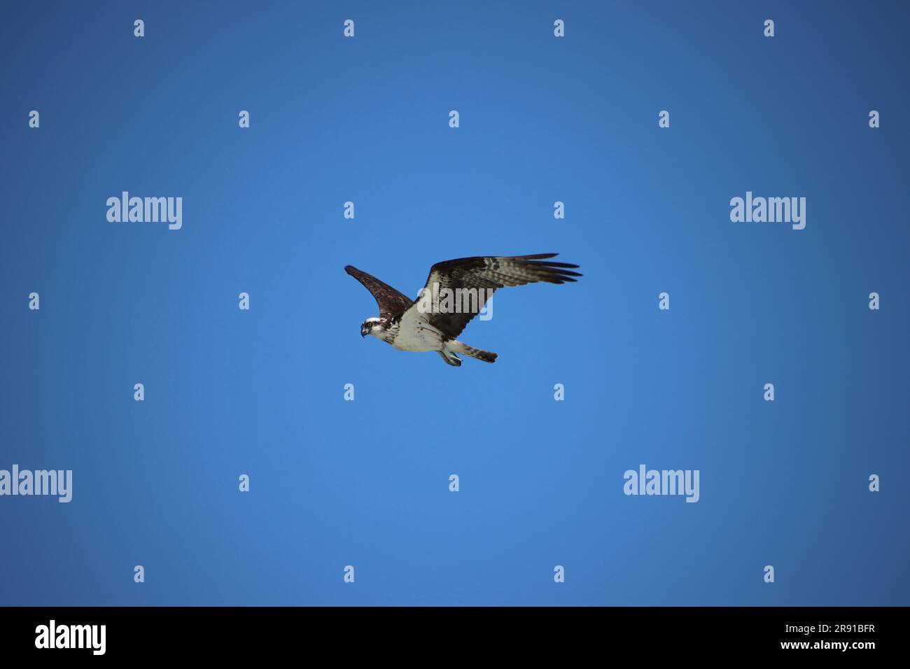 Osprey raptor bird of prey in flight overhead in clear blue sky Stock ...