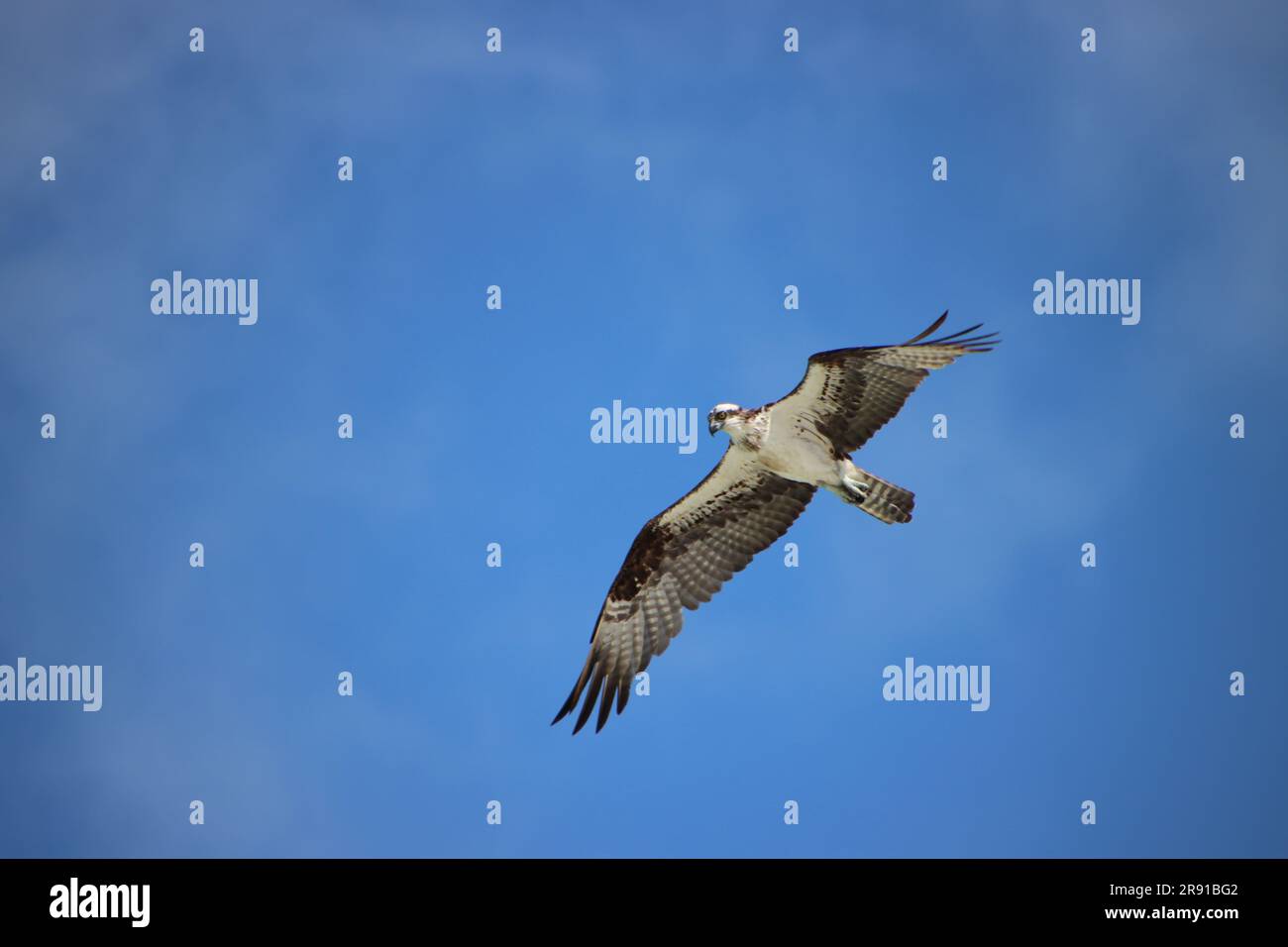 Osprey raptor bird of prey in flight overhead in clear blue sky Stock ...