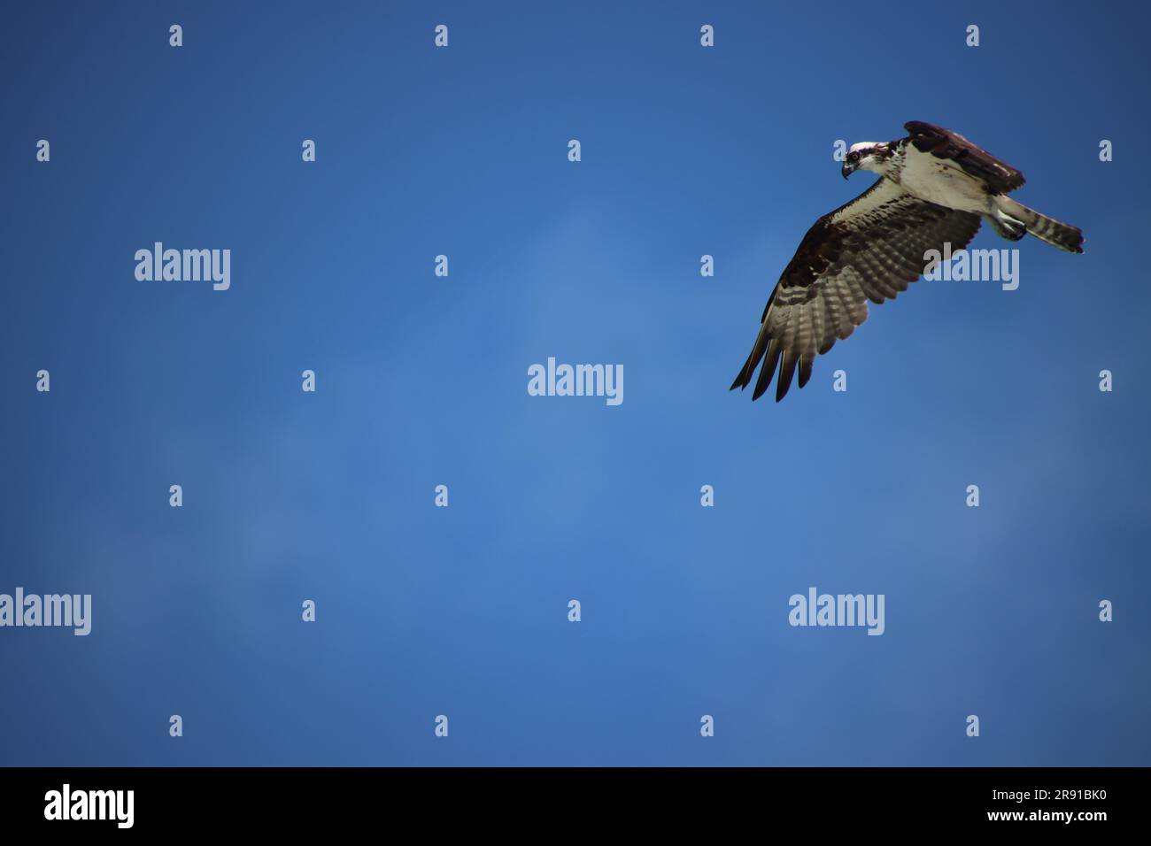 Osprey raptor bird of prey in flight overhead in clear blue sky Stock ...