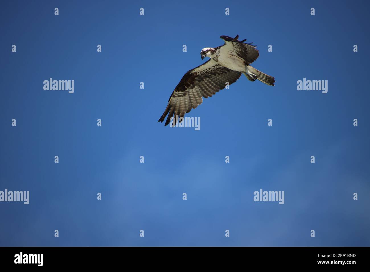 Osprey raptor bird of prey in flight overhead in clear blue sky Stock ...